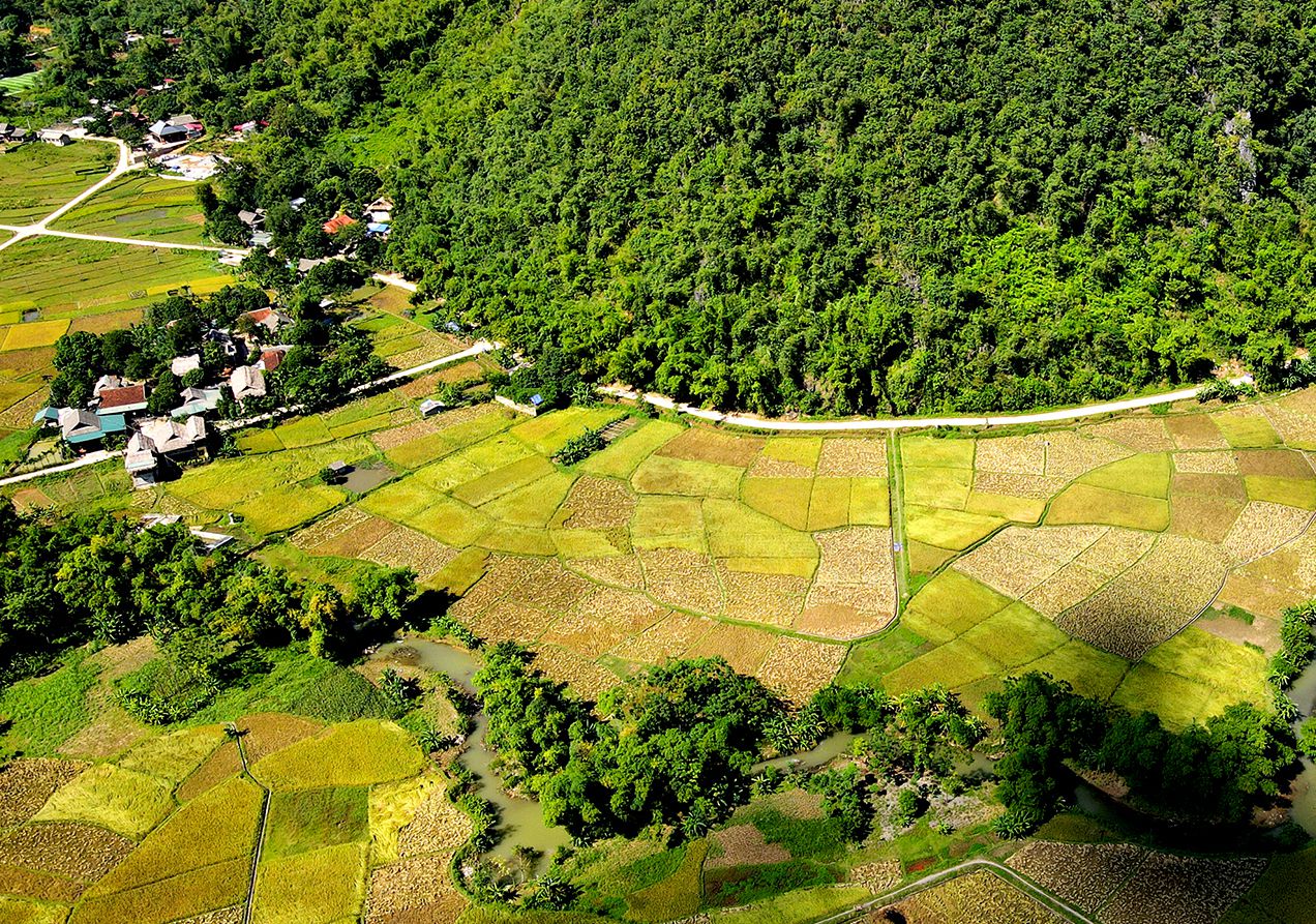 ENJOY THE PARADISE OF MAI CHAU RIPE RICE IN OCTOBER
