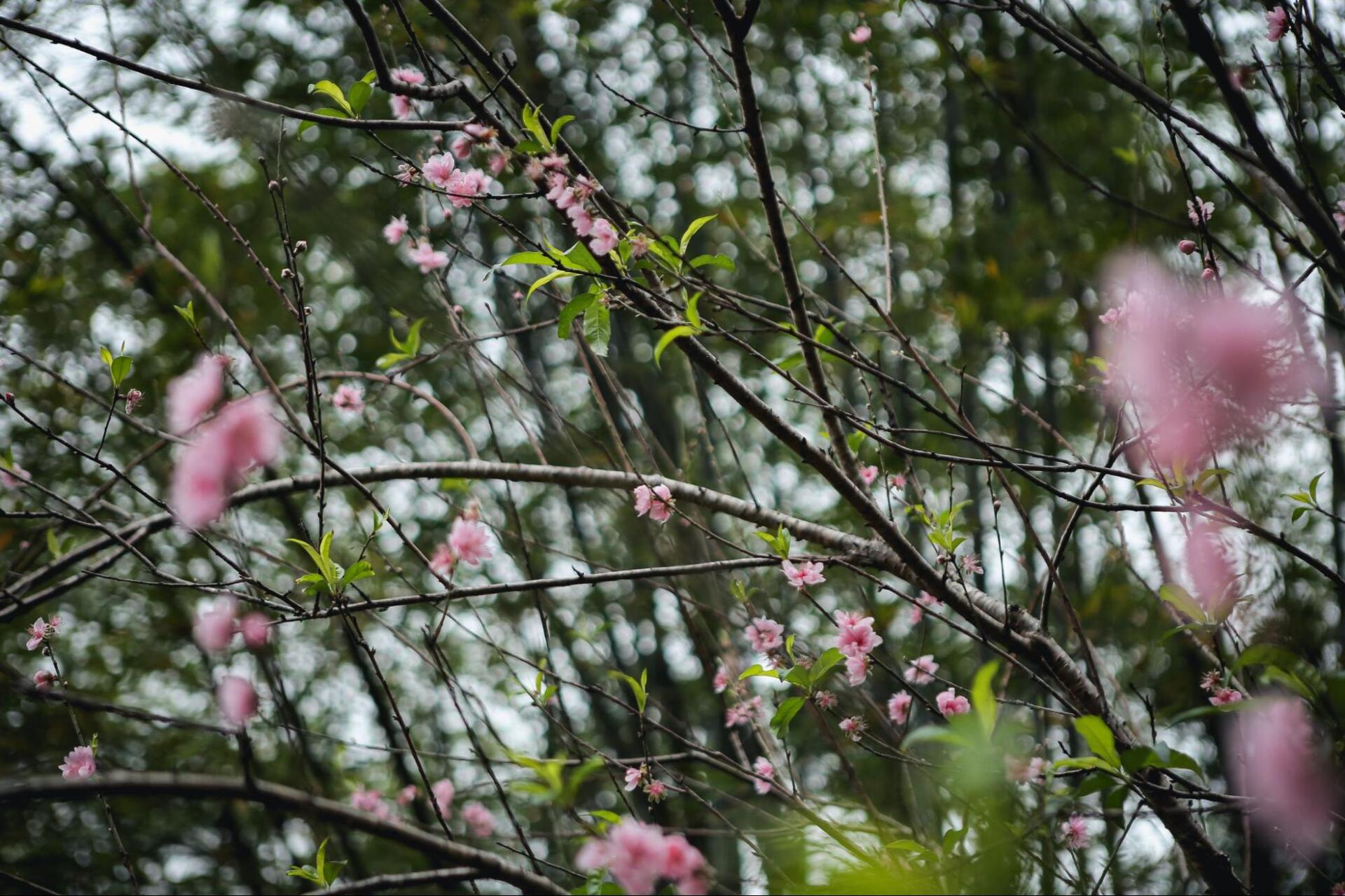 Weather in Mai Chau: A seasonal breakdown for travelers
