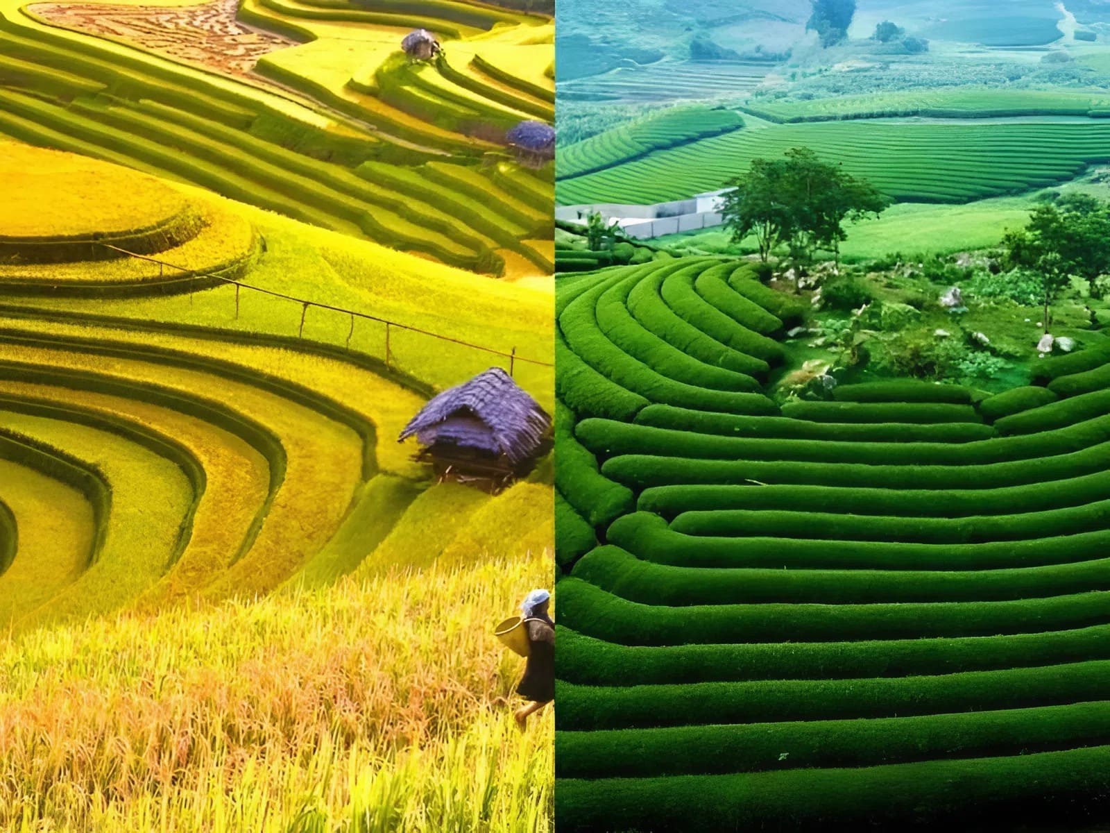 Mai Châu đi Mộc Châu bao nhiêu km? Cách di chuyển chi tiết