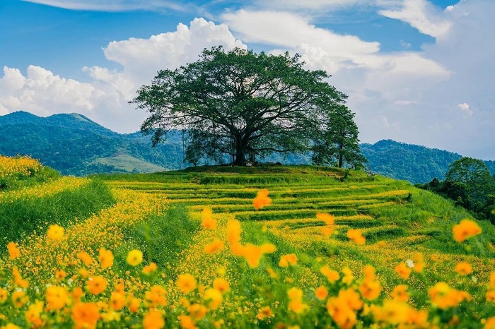 Đồi hoa xóm mừng Cao Phong – Kinh nghiệm tham quan, check-in đẹp nhất
