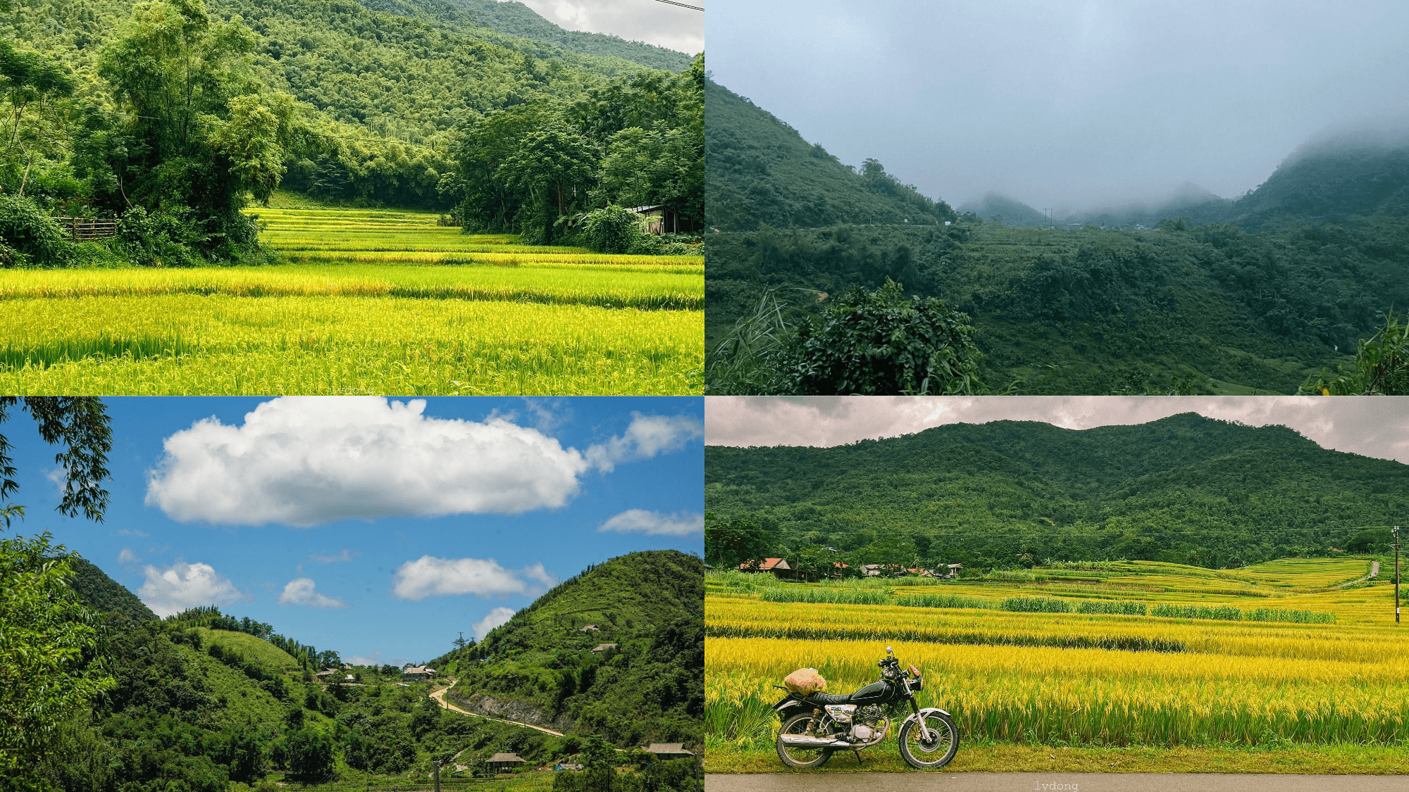 Lush green and golden seasonal views across the rice terraces of Son Ba Muoi (Source: Collected) Lush green and golden seasonal views across the rice terraces of Son Ba Muoi (Source: Collected)