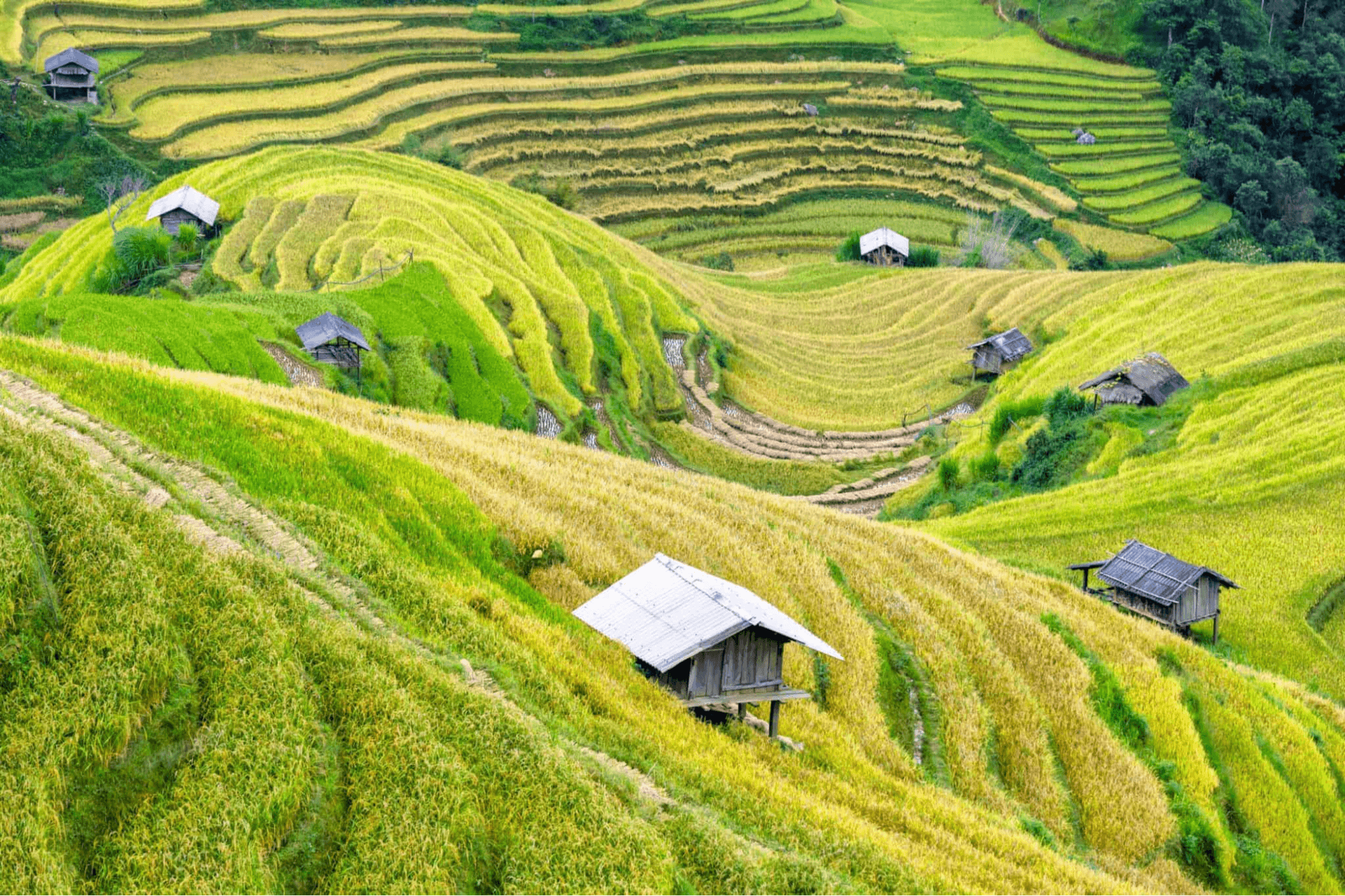 Stunning rice terraces wrapping around local stilt houses in the highlands. Stunning rice terraces wrapping around local stilt houses in the highlands.