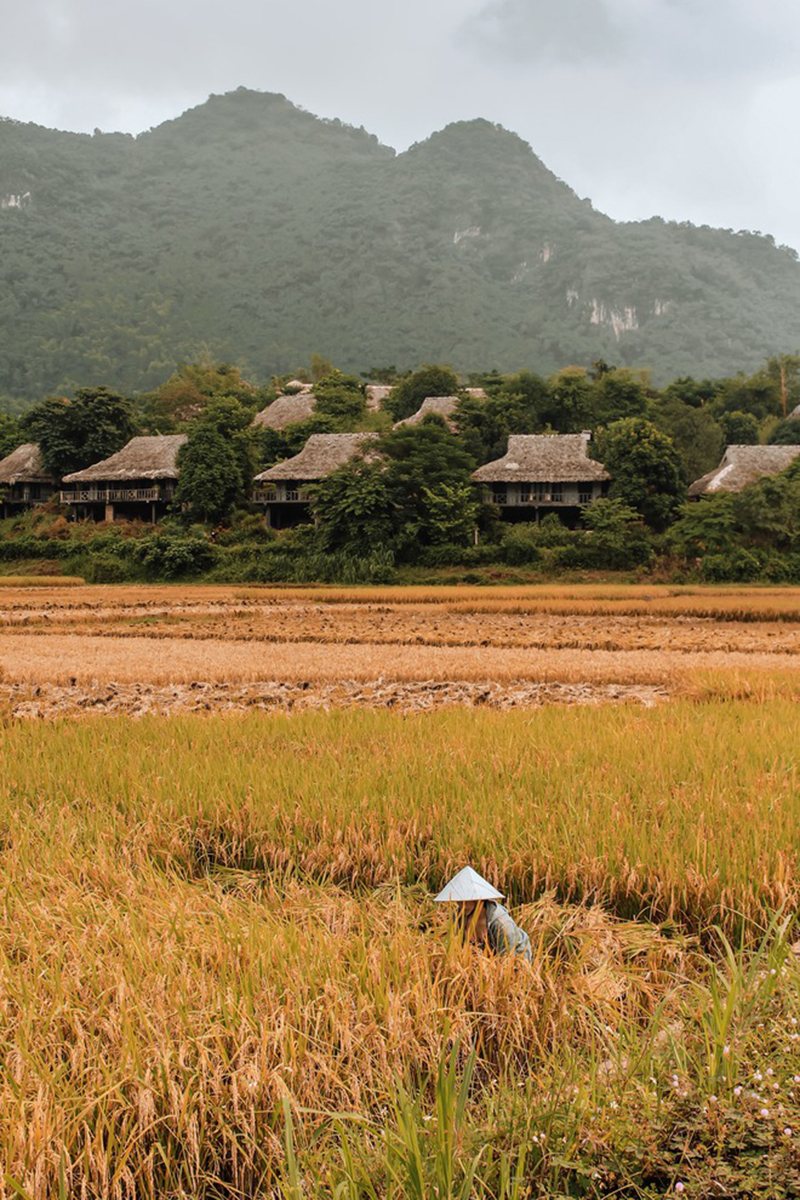 Mai Châu màu nâu và màu sương vào Tết Mai Châu màu nâu và màu sương vào Tết