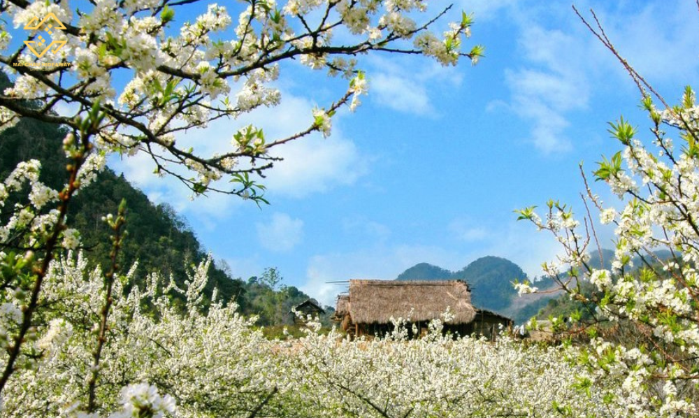 Du khách nên lưu giữ kỷ niệm bằng hình ảnh thay vì tự ý bẻ cành tại các điểm du lịch khi đi du lịch Mai Châu Du khách nên lưu giữ kỷ niệm bằng hình ảnh thay vì tự ý bẻ cành tại các điểm du lịch khi đi du lịch Mai Châu