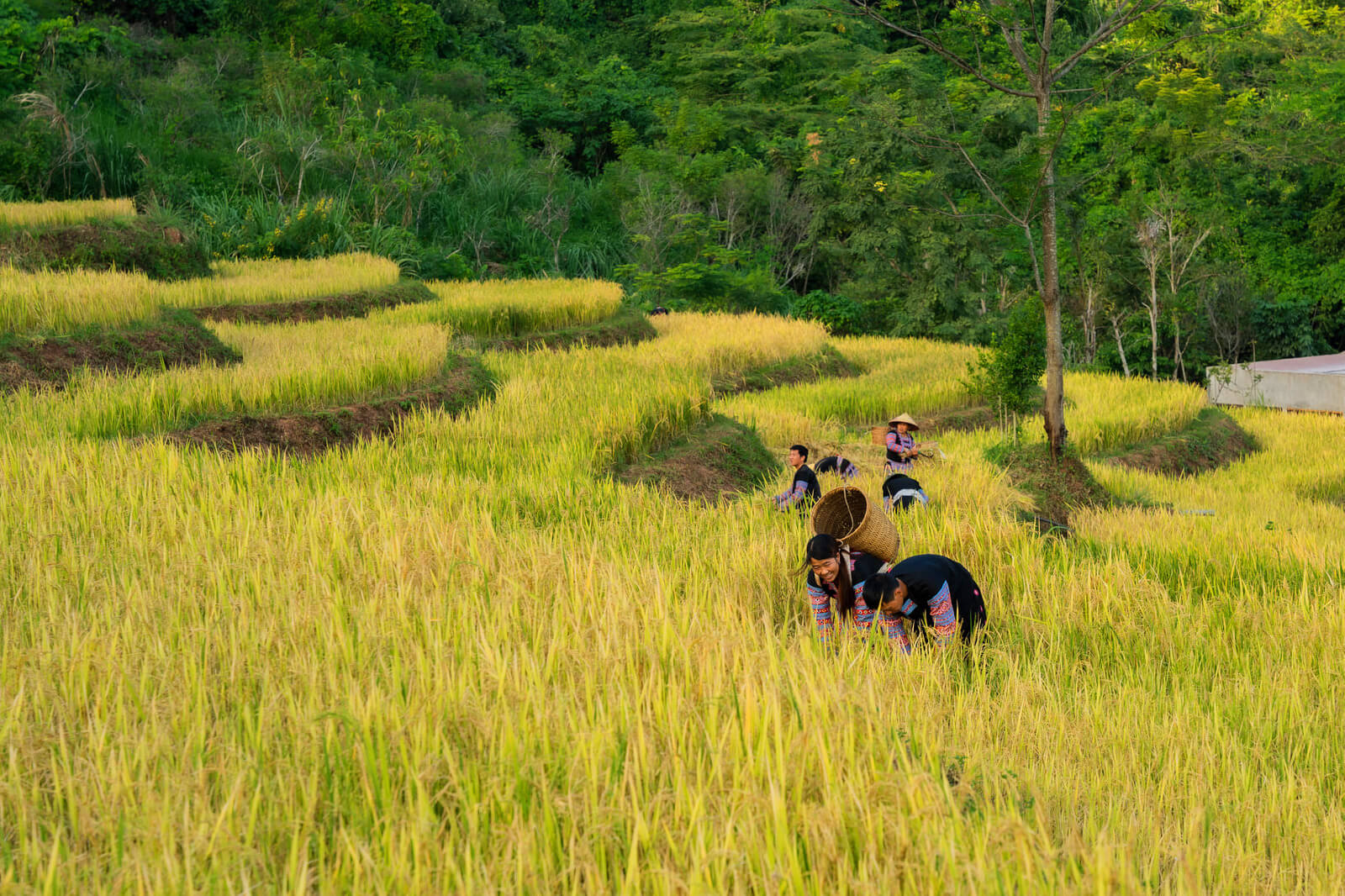 Lựa chọn thời điểm thích hợp để du lịch Mai Châu 1 ngày Lựa chọn thời điểm thích hợp để du lịch Mai Châu 1 ngày