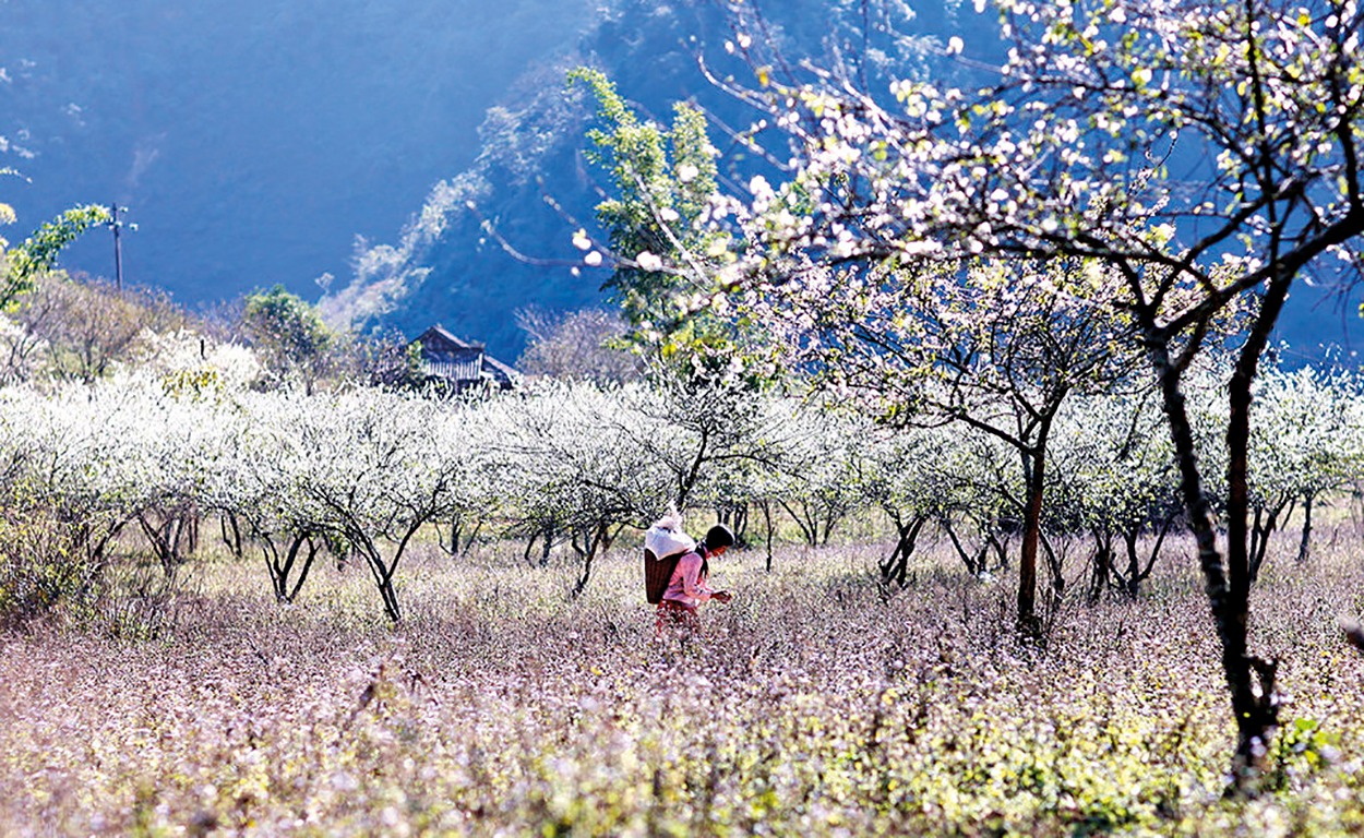 Những loài hoa thi nhau nở rộ khắp núi rừng Mai Châu vào tháng 12 Những loài hoa thi nhau nở rộ khắp núi rừng Mai Châu vào tháng 12