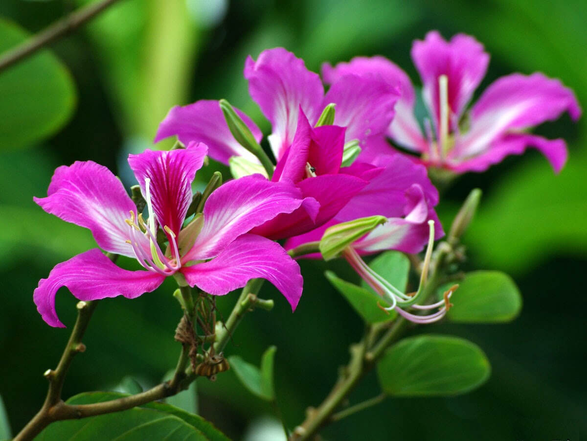 Mai Châu tháng 4 có hoa móng bò nở rộ Mai Châu tháng 4 có hoa móng bò nở rộ