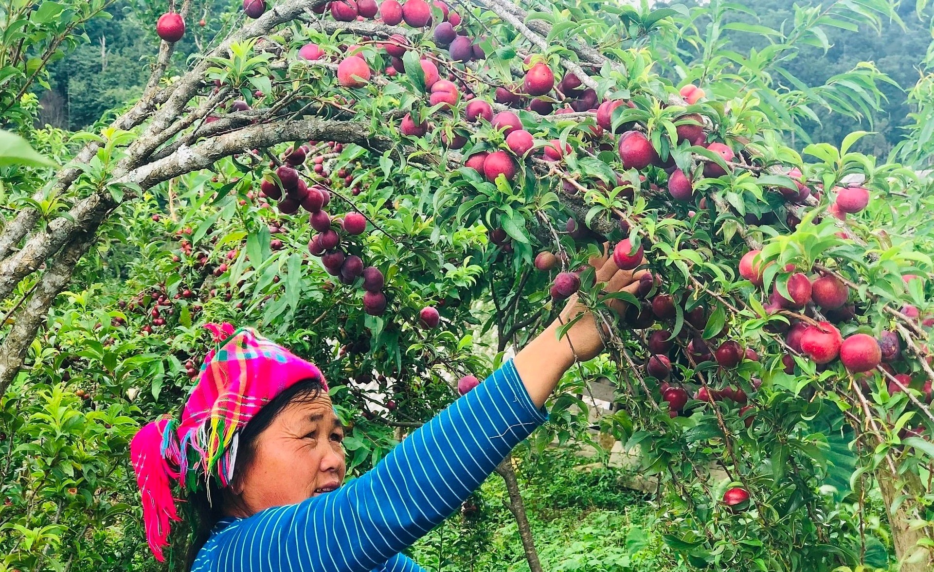 Người dân hái cành mận sai trĩu quả Người dân hái cành mận sai trĩu quả