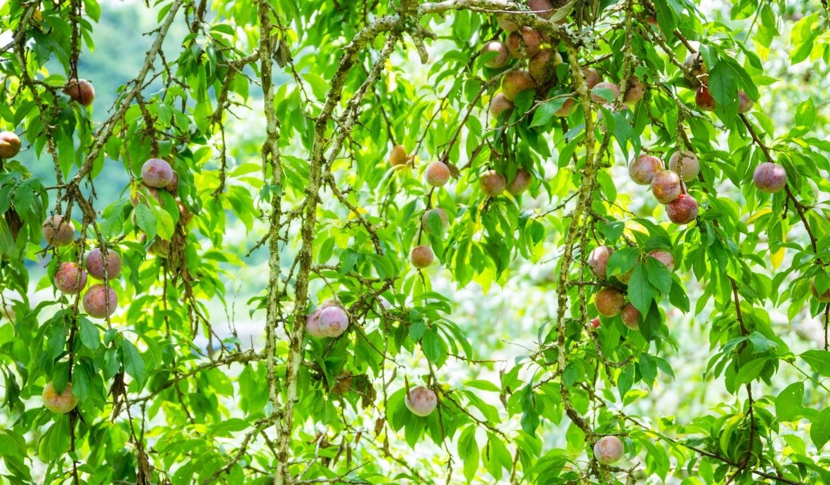 Thời điểm lý tưởng để du lịch vườn mận Mai Châu Thời điểm lý tưởng để du lịch vườn mận Mai Châu