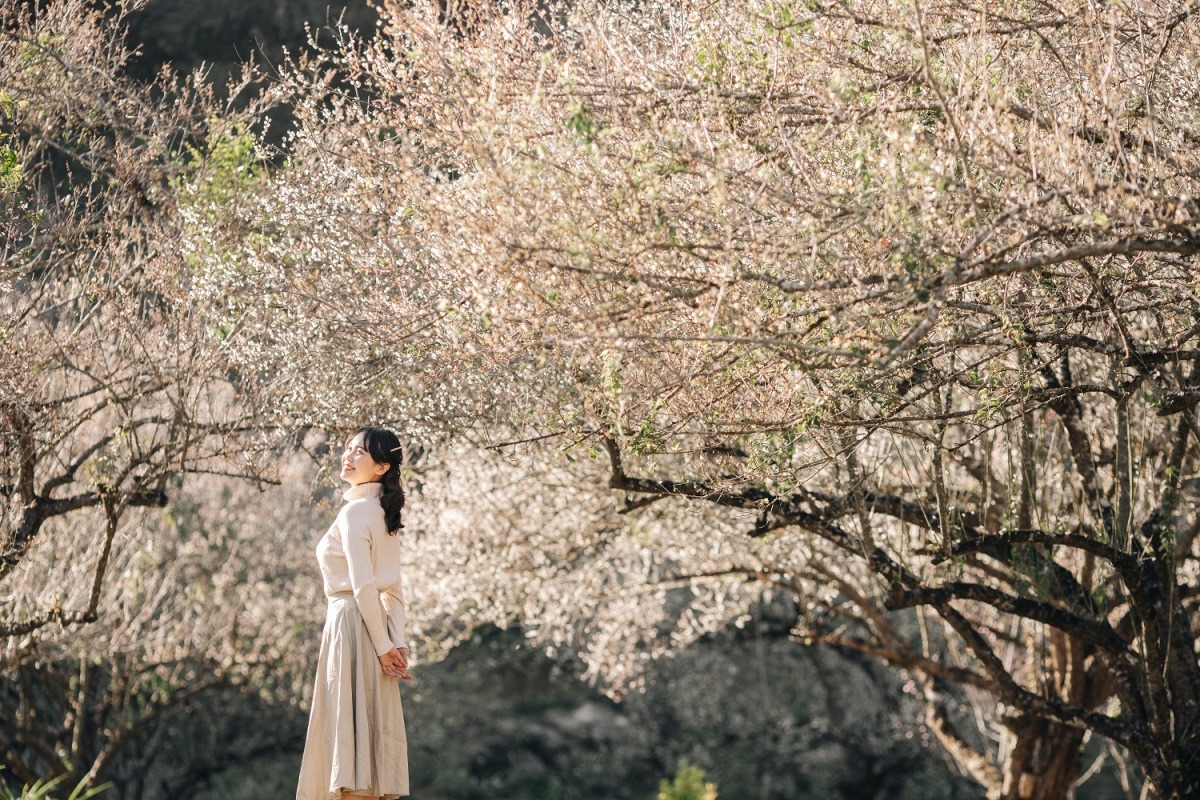 Chụp ảnh “sống ảo” tại vườn mận Chụp ảnh “sống ảo” tại vườn mận