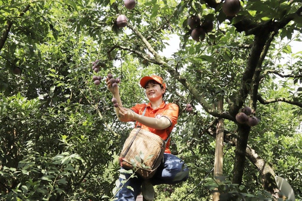 Trải nghiệm hái mận và thưởng thức tại vườn Trải nghiệm hái mận và thưởng thức tại vườn