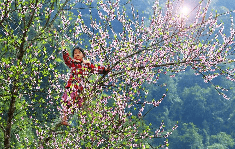 Hoa đào nở rộ khoe sắc Hoa đào nở rộ khoe sắc