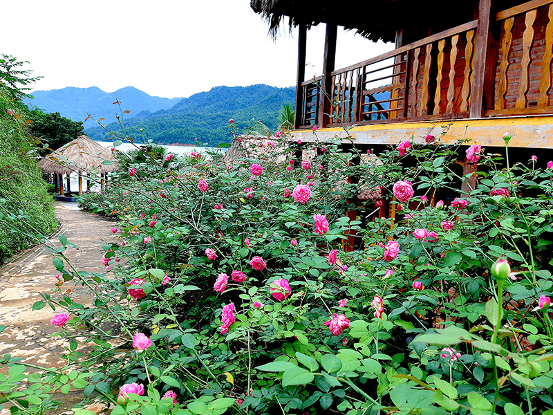 Vườn hồng cổ tích ở Mai Châu Hideaway Lake Resort Vườn hồng cổ tích ở Mai Châu Hideaway Lake Resort