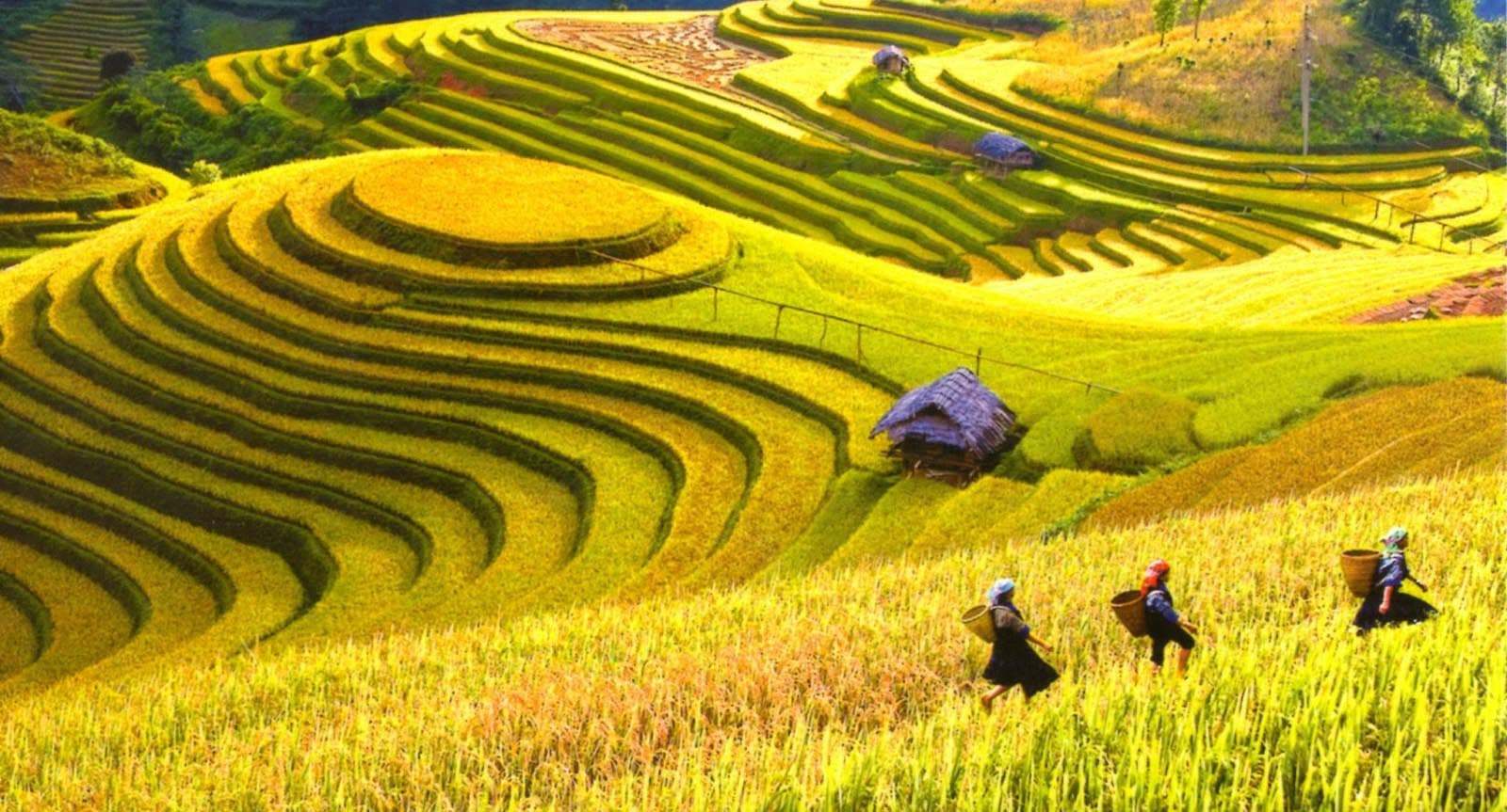 Tổng quan về tour du lịch Tây Bắc 2 ngày 1 đêm (Nguồn: Phuotvivu) Tổng quan về tour du lịch Tây Bắc 2 ngày 1 đêm (Nguồn: Phuotvivu)