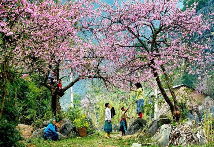 Hoa đào nở rộ ở Hòa Bình (nguồn: kavo travel)