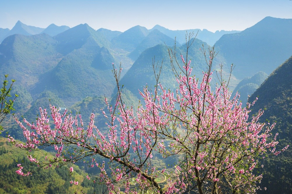 Mùa xuân đến, cao nguyên đá cũng nở hoa (nguồn: PYS travel)