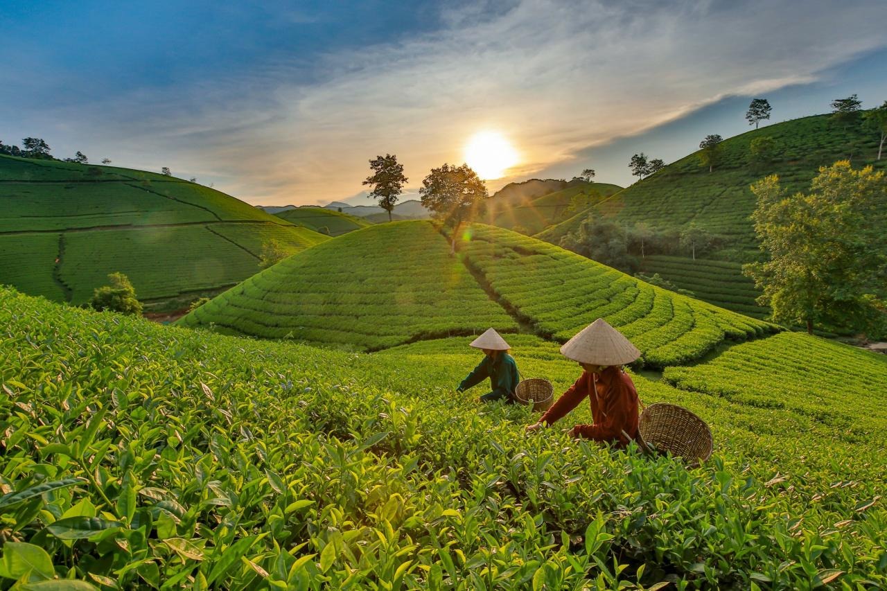 Mộc Châu - Cao nguyên mộng mơ của Sơn La (Nguồn: Vietnam.vn) Mộc Châu - Cao nguyên mộng mơ của Sơn La (Nguồn: Vietnam.vn)