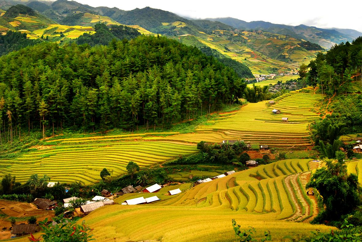Đến Mai Hịch vào mùa thu hoạch lúa, du khách sẽ được chứng kiến cảnh người dân vui vẻ làm lụng trên những thửa ruộng bậc thang (nguồn: Hanoi Sun) Đến Mai Hịch vào mùa thu hoạch lúa, du khách sẽ được chứng kiến cảnh người dân vui vẻ làm lụng trên những thửa ruộng bậc thang (nguồn: Hanoi Sun)