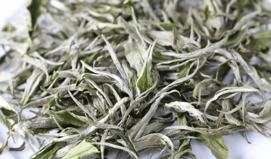 Lá chè Shan Tuyết dày, phủ lông trắng đặc trưng (nguồn: Trà Chính Sơn)