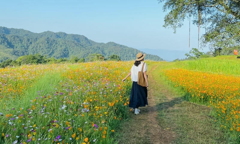 Check-in và chụp ảnh giữa cánh đồng hoa